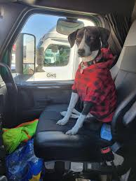 Piper has her CDL (commercial dog license) and rides in the truck with her  dad... Her dad said she's the best copilot, if she had real thumbs, she  would be driving that