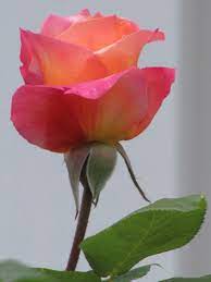 Pin On Roses