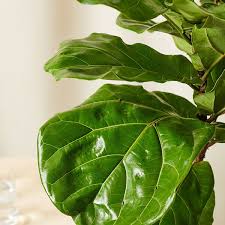 Check spelling or type a new query. Fiddle Leaf Fig 101 How To Care For Fiddle Leaf Figs