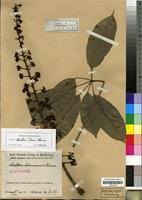 Image result for Astropanax barteri