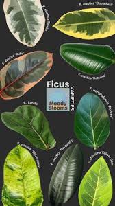 Image result for Ficus stuhlmannii