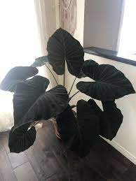 Regal Shield Alocasia Or Black Magic Colocasia Indoor Plants Plants House Plants