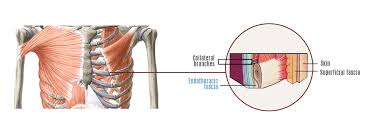 Moreover, there are many vital organs such as the heart, liver, gall bladder, kidney, and lungs under your right rib cage. Getting To The Bottom Of Rib Cage Pain Nydnrehab Com