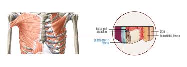 May 13, 2021 · the lungs sit inside your rib cage. Getting To The Bottom Of Rib Cage Pain Nydnrehab Com