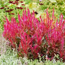 Image result for Celosia nervosa