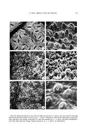 Image result for Afrostyrax