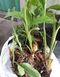 Agar tanaman cabe keriting anda kelak tahan terhadap serangan hama, penyakit, dan jamur yang kerap muncul saat musim hujan, maka sejak awal persiapan penanaman anda harus memilih jenis cabe keriting unggulan untuk di tanam. Pekarangan Rumah Sudah Seharusnya Dimanfaatkan Untuk Menanam Berbagai Jenis Tumbuhan Baik Itu Tanaman Hias Tanaman Buah Dan Tanaman Obat Tanaman Kebun Herbal