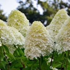 Citrus trees should be watered when the soil is completely dry 2 deep, or when they just start to wilt or the leaves begin to curl. Everything You Need To Know About Limelight Hydrangea Trees This Old House