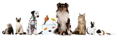 We are a fully accredited aaha (american animal hospital association) veterinary hospital offering a full range of services for dogs, cats, birds, reptiles, rodents, and other pocket pets. All Creatures Vet Clinic Fresno Ca Links