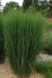 Image result for Panicum