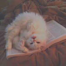 My Edit Cats Pets Cute In 2020 Cute Cat Memes Cute Baby Cats Cute Cat Wallpaper