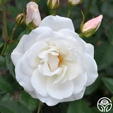 Image result for Isoglossa floribunda