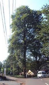 Image result for Dalbergia martinii