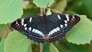 Image result for Limenitis populi