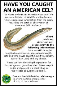 Fishing Regulations Information Alabama Hunting