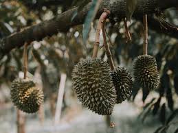 Anda mungkin terkejut bila dapat tahu ada nama jenis durian ini yang tak pernah anda ketahui. 9 Jenis Durian Di Malaysia Tip Tip Untuk Memilih Durian Yang Terbaik