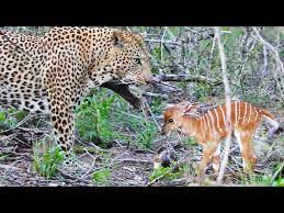 Baby Buck Headbutts Leopard Persistently To Try Escape Youtube