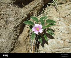 Image result for Monsonia senegalensis