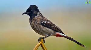 muhtesem bulbul ve su sesi kus sesleri nightingale birds singing dinlendirici rahatlatici muzik youtube