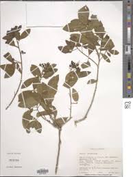 Image result for Maerua cafra