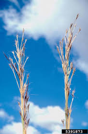 Image result for Andropogon gayanus