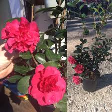 Camellia Sasanqua Alabama Beauty Early Bloomer Dark Pink Double Flower Starting At 39 99 With Free Shipping Bobwinesnursery Dark Pink Camellia Flowers