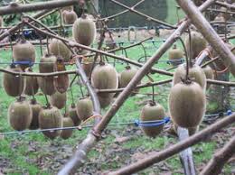 Check spelling or type a new query. Matresan