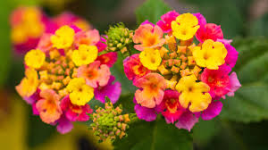 Image result for Lantana