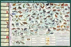 Milestones Of Evolution Educational Science Chart Poster