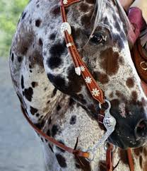 Over 450 appaloosa horse pictures to choose from, with no signup needed. Appaloosa Horse Club Appaloosa Horse Club