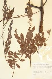 Image result for Osyris compressa