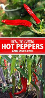 How To Grow Hot Peppers Gardener S Path Growing Hot Pepper Stuffed Hot Peppers Stuffed Peppers