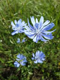 Image result for Cichorium