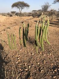 Image result for Senna singueana