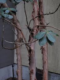 Image result for Rourea thomsonii