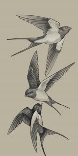Pin By Ann Vandenbroucke On Eskizy In 2020 Tattoo Art Drawings Bird Drawings Swallow Bird Tattoos