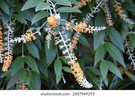 Image result for Buddleja madagascariensis