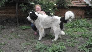 Our nsw rehoming number is r251000043. Happy Paws Dog Rescue Animal Pet Fundraising Page With Gogetfunding