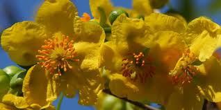 Image result for Ochna natalitia