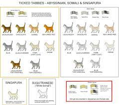 Ticked Tabby Colours Abyssinian Cats Cat Colors Cat Breeds Chart