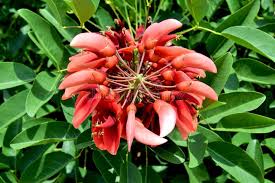Image result for Erythrina falcata