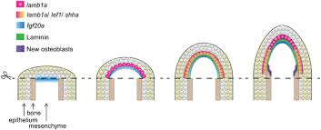 Salon, cuisine, salle de bain, chambre et jardin. Transient Laminin Beta 1a Induction Defines The Wound Epidermis During Zebrafish Fin Regeneration