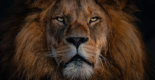 Christ tattoo jesus tattoo lion of judah jesus jesus drawings jesus photo lion and lamb pictures of jesus christ jesus wallpaper christian artwork more information. Understanding Jesus As The Lion Of Judah Bible Meaning Explained