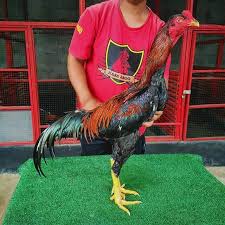 Manufacturers and suppliers of ayam from around the world. Ayam Khoytrad Asal Usul Kelebihan Jenis Harga