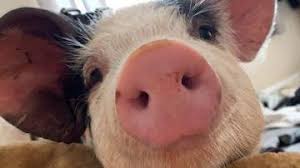 Free my Jixy Pixy! Vegan pig rescuer Alicia Day set to sue RSPCA