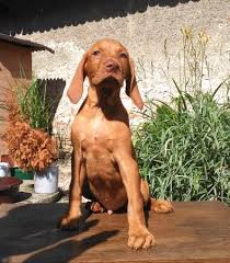 Image result for maďarský krátkosrstý ohař