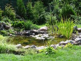 Pin On Ponds