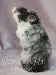 Black And White Syrian Hamster Black Dominant Spot Longhaired Syrian Hamster Syrian Hamster Hamster Cute Hamsters