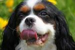 Do Cavalier King Charles Spaniels Shed? - Full Shedding Guide!