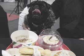 A Pooch Affair 2016 Giveaway The Pug Diary Pooch Pug Lover Pugs